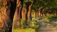 竞猜足球比分即时比分-竞猜足球比分即时比分，绿茵场外的激情博弈